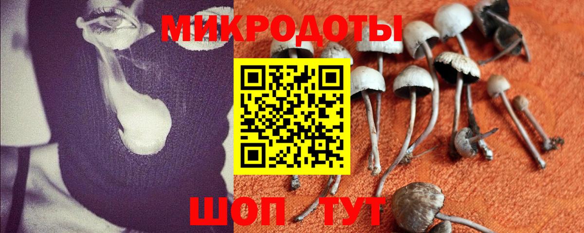 Галлюциногенные грибы Psilocybe Химки